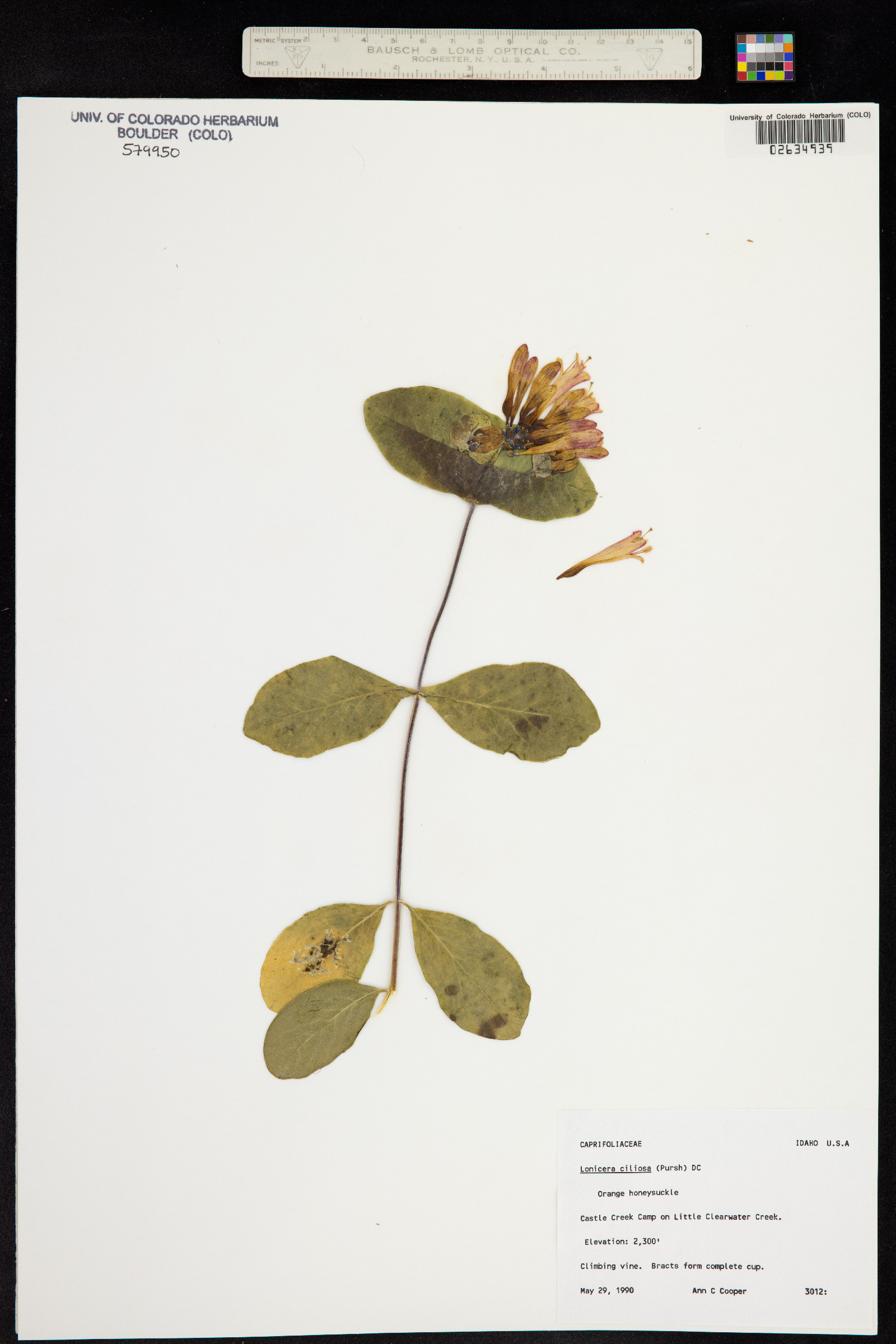 Lonicera ciliosa image