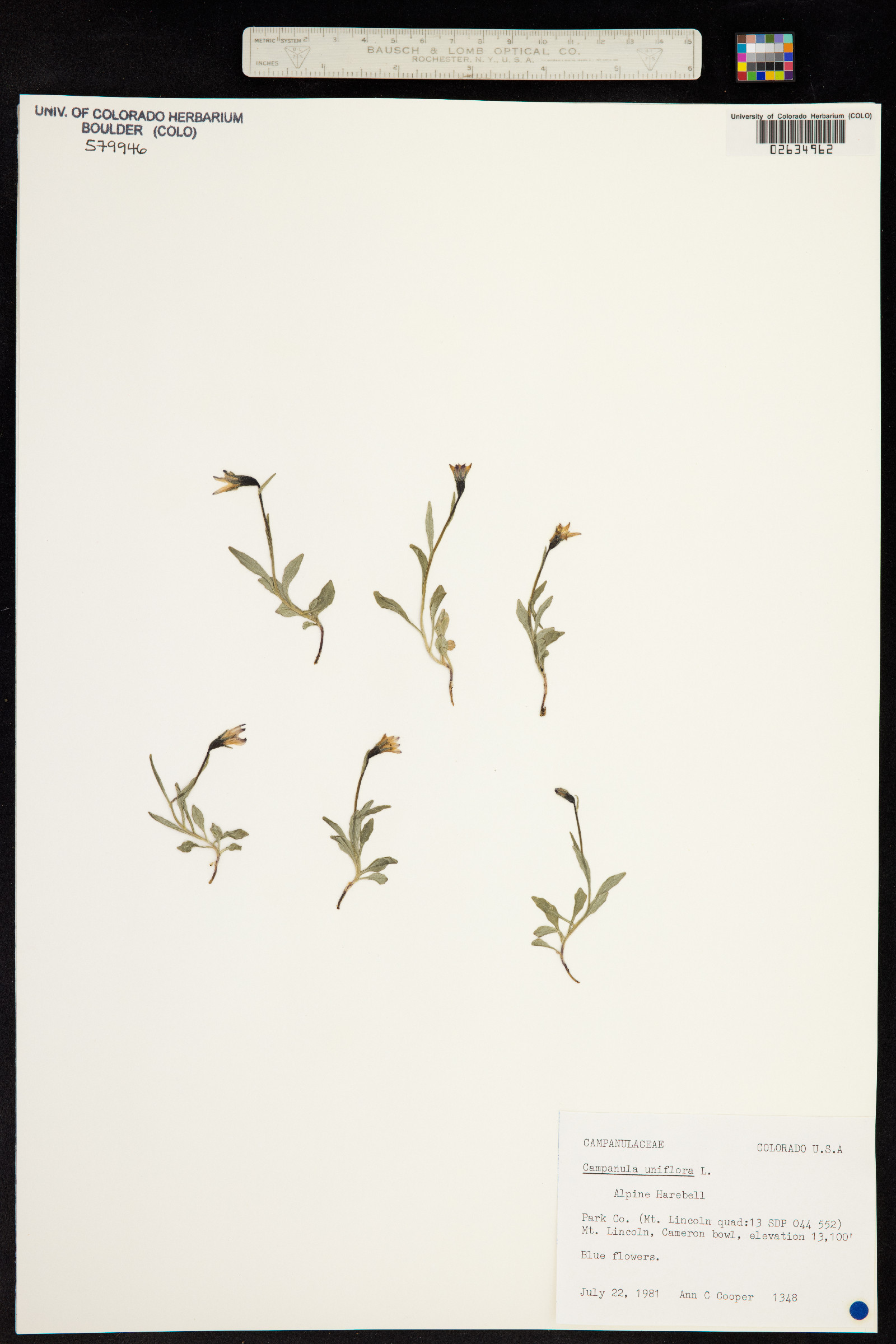 Campanula uniflora image