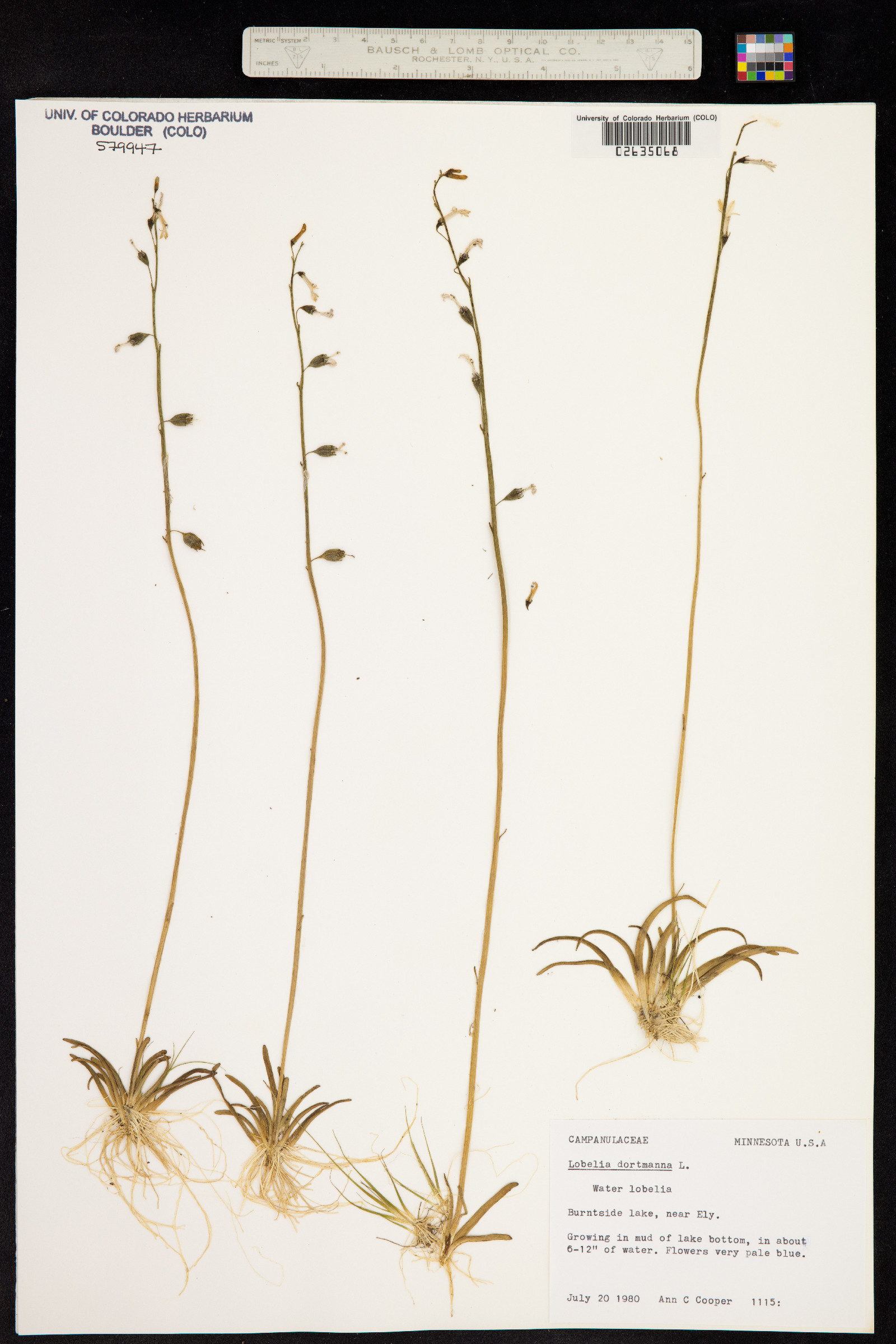 Lobelia dortmanna image