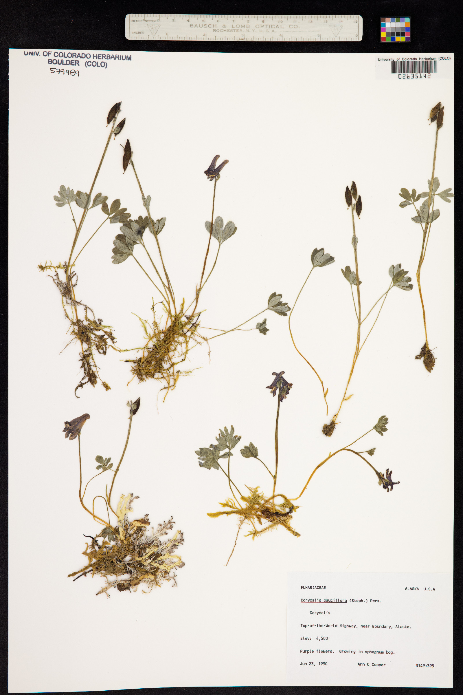 Corydalis pauciflora image