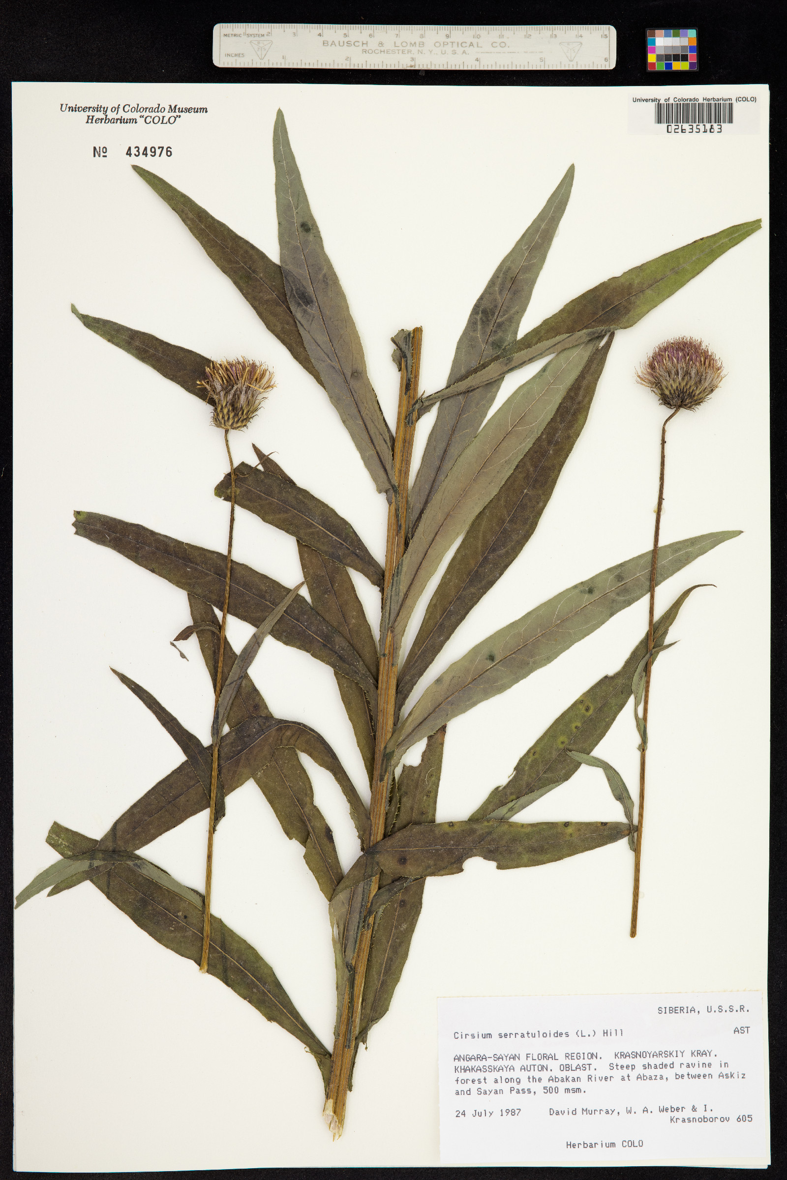 Cirsium serratuloides image