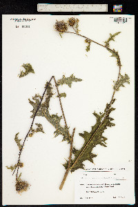 Lamyropsis sinuata image