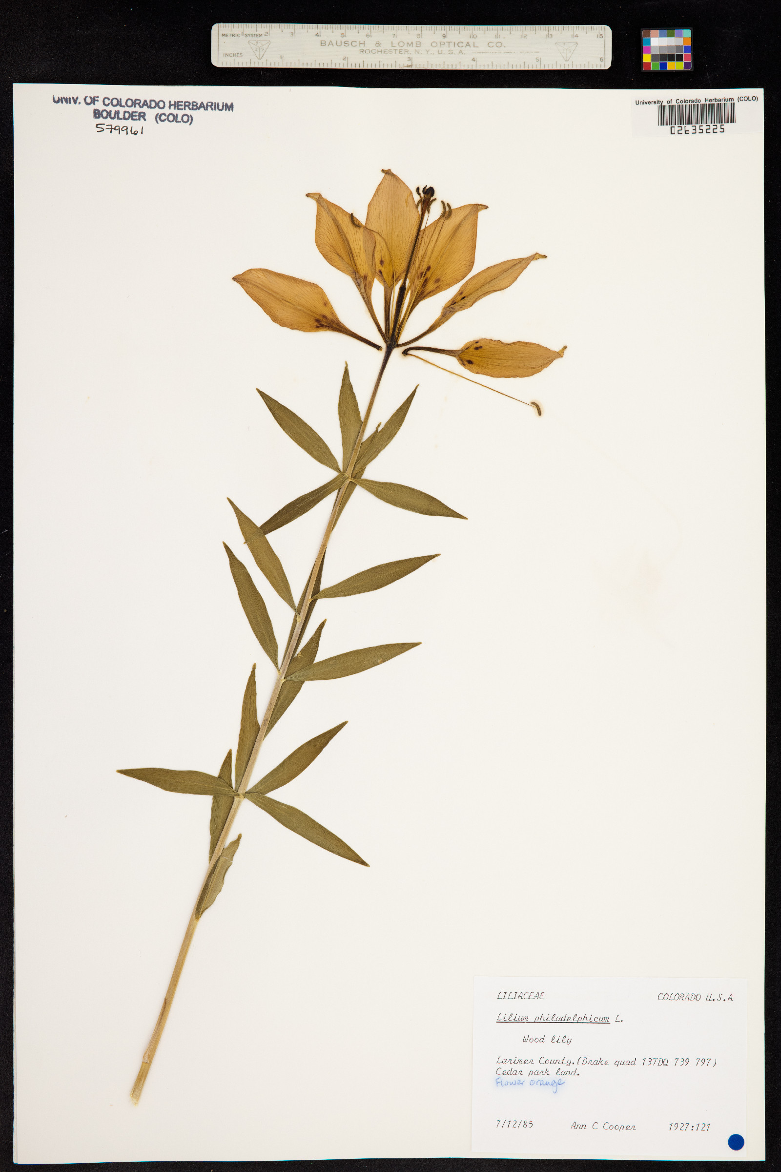 Lilium philadelphicum image