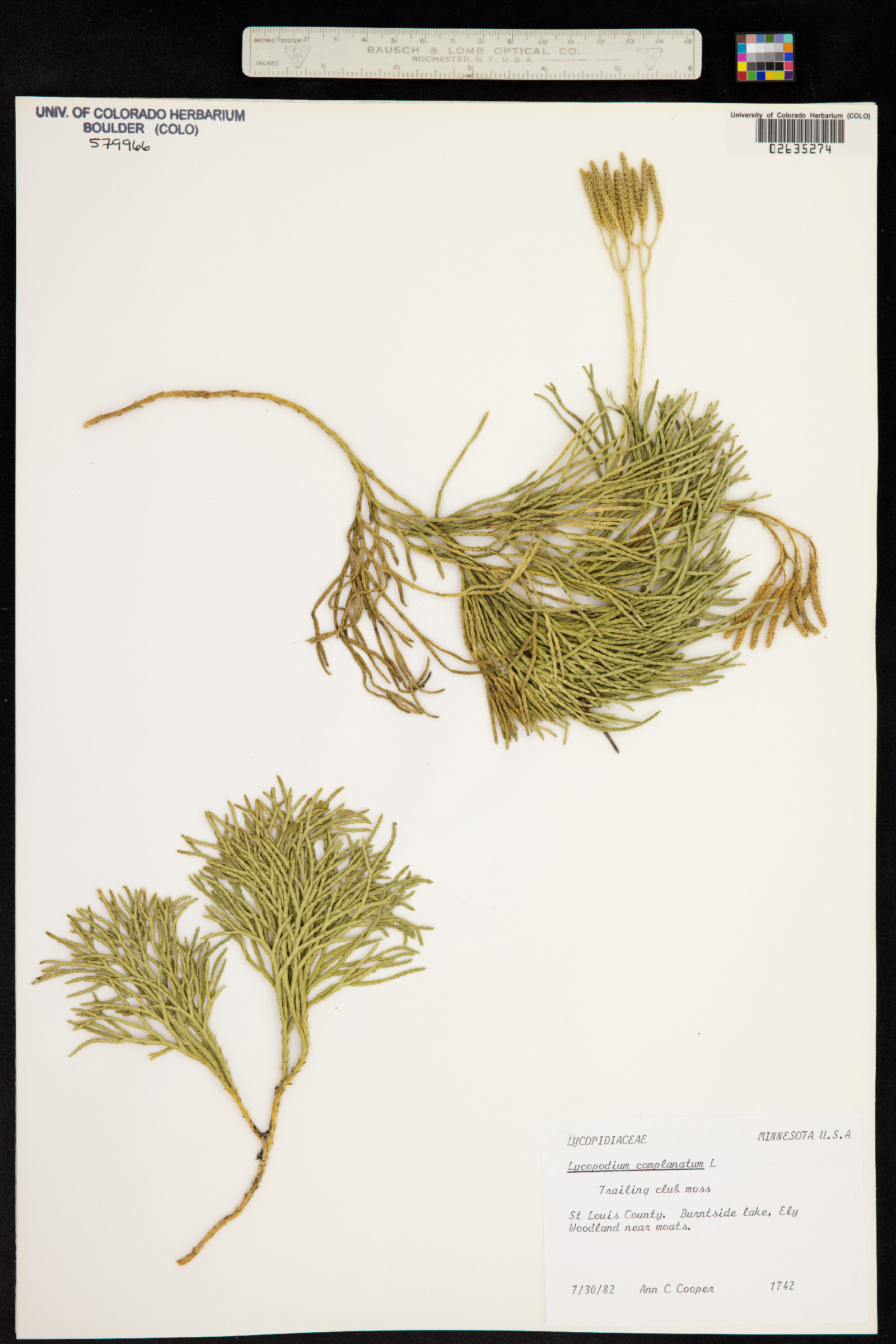 Lycopodiaceae image