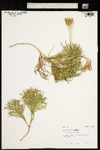 Image of Lycopodium complanatum