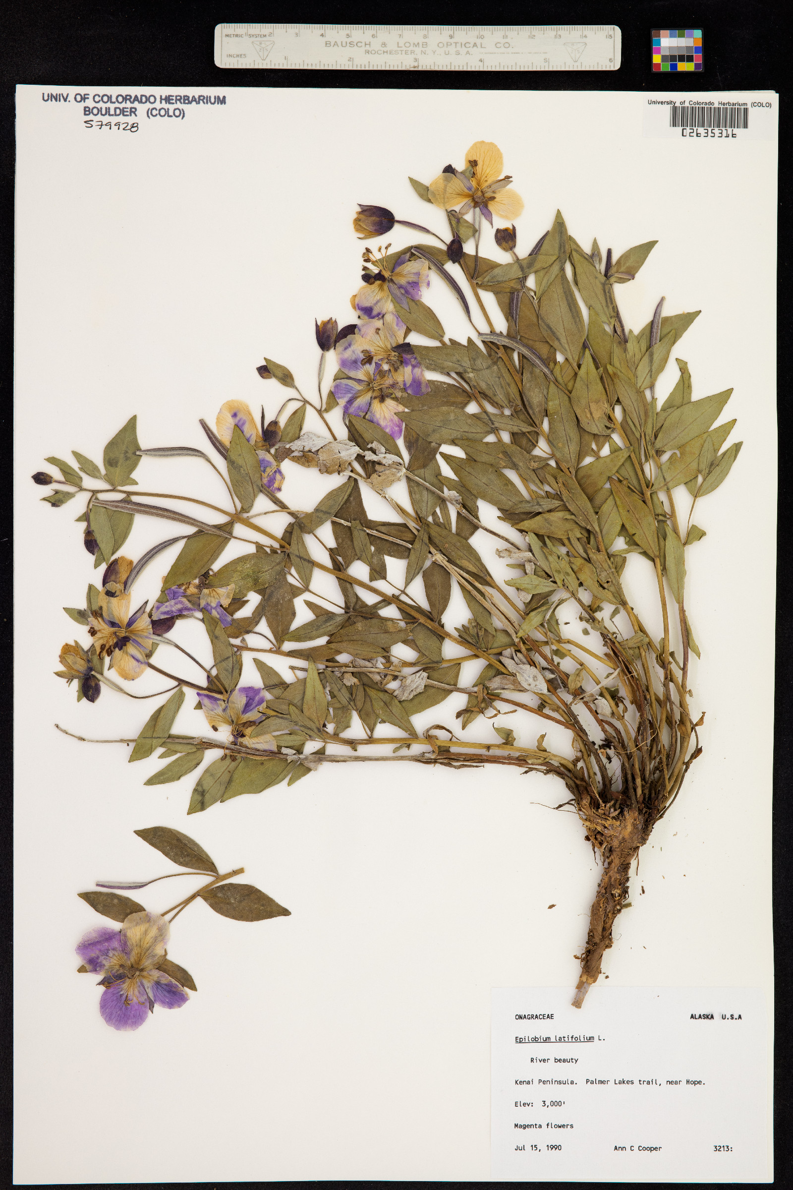 Chamerion latifolium image