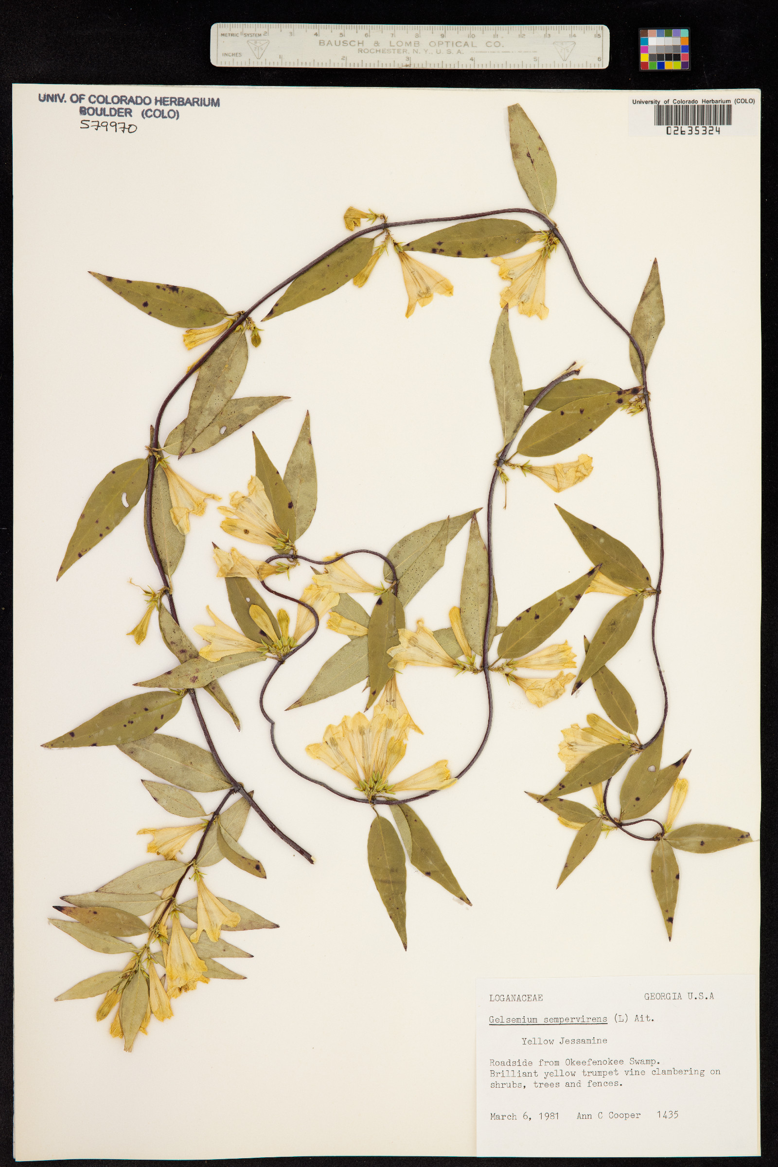 Gelsemium sempervirens image