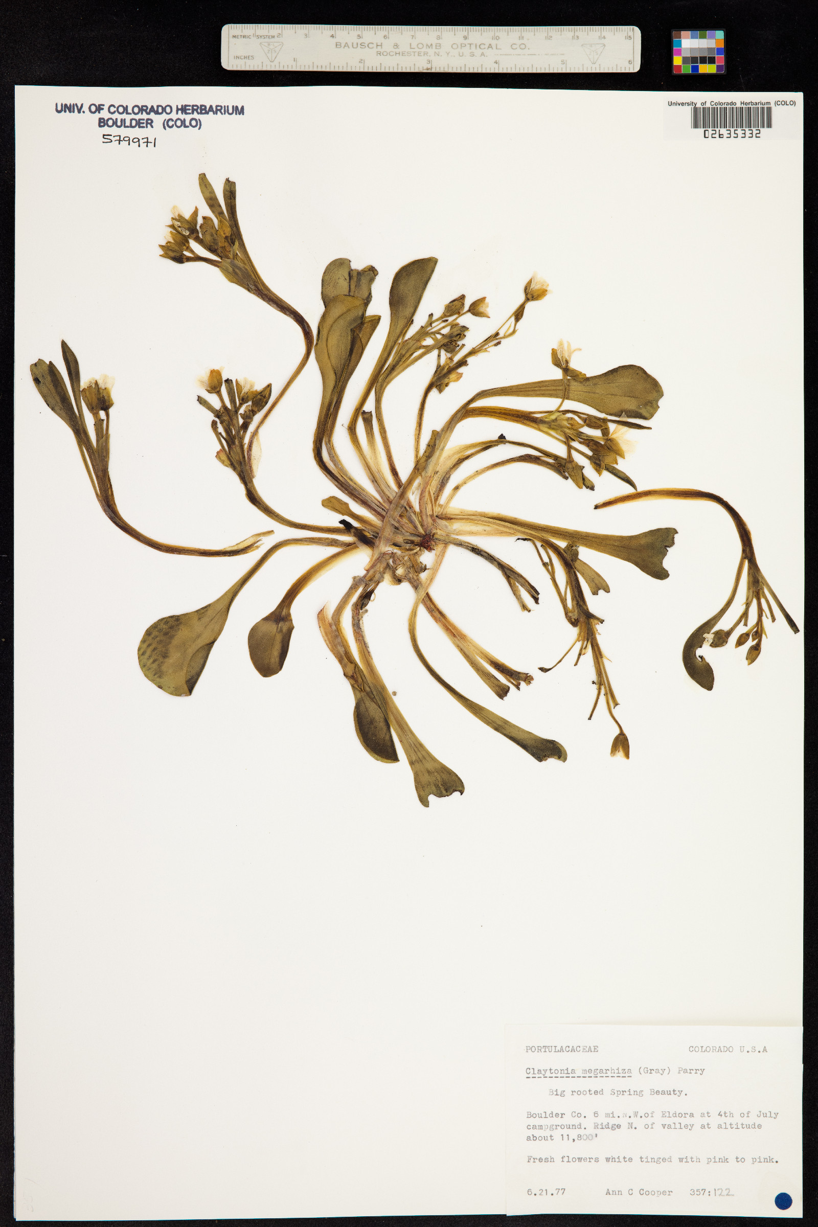 Claytonia megarhiza image
