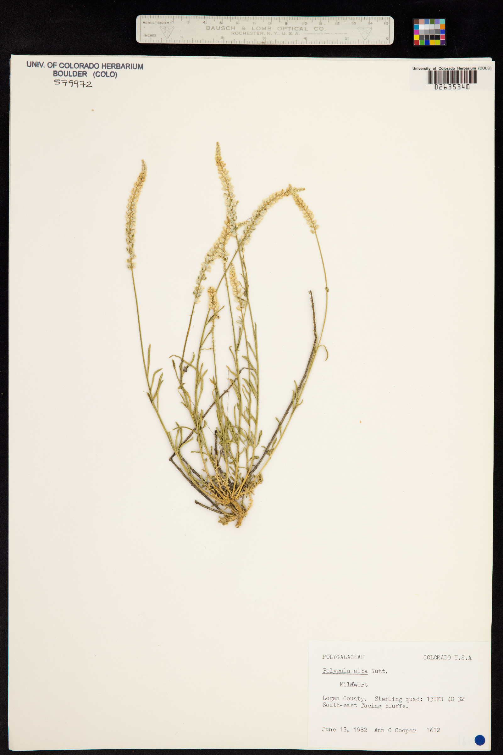 Polygala alba image