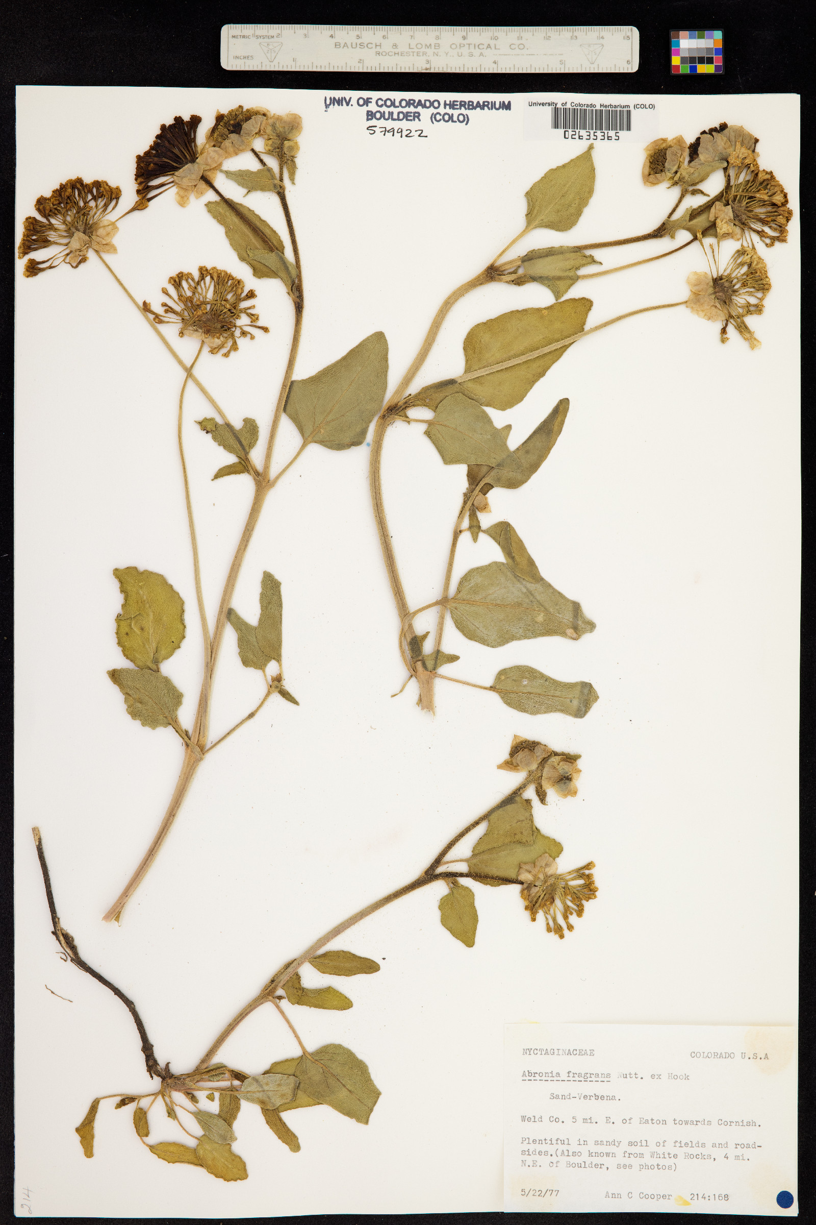 Abronia fragrans image