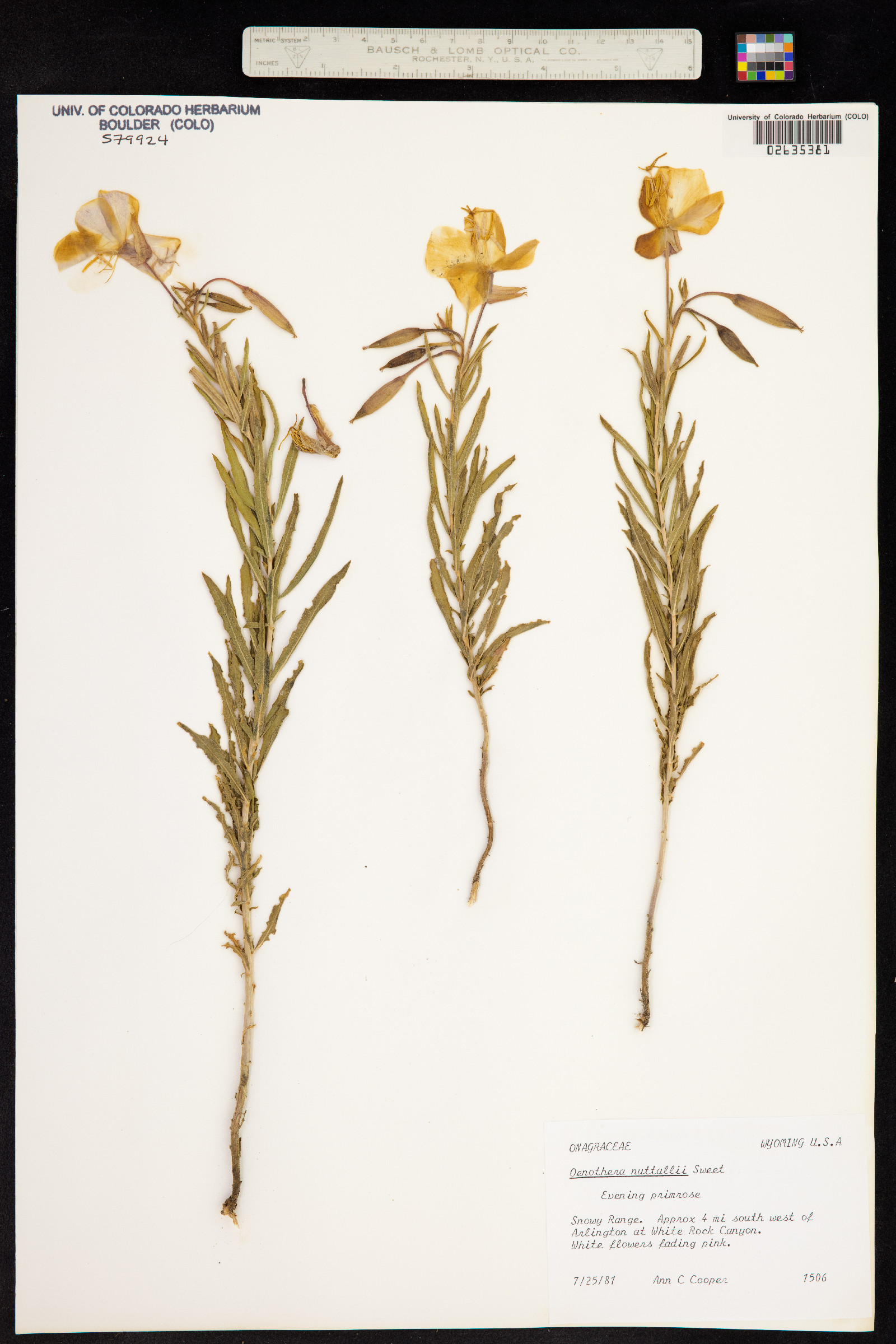 Oenothera nuttallii image
