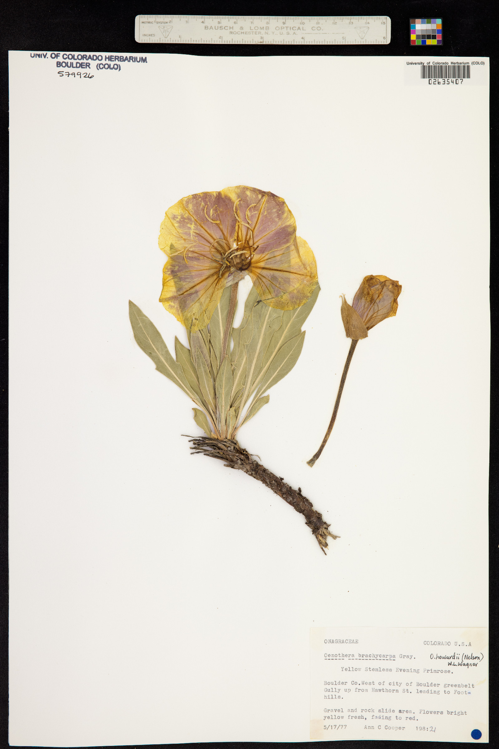 Oenothera brachycarpa image