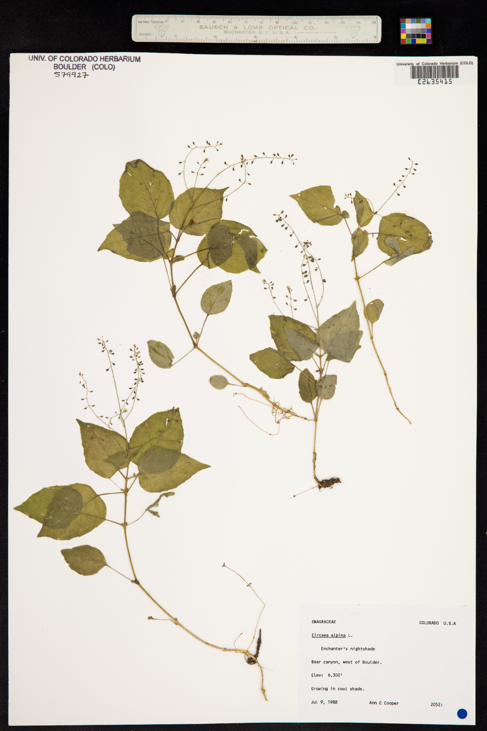 Circaea alpina image