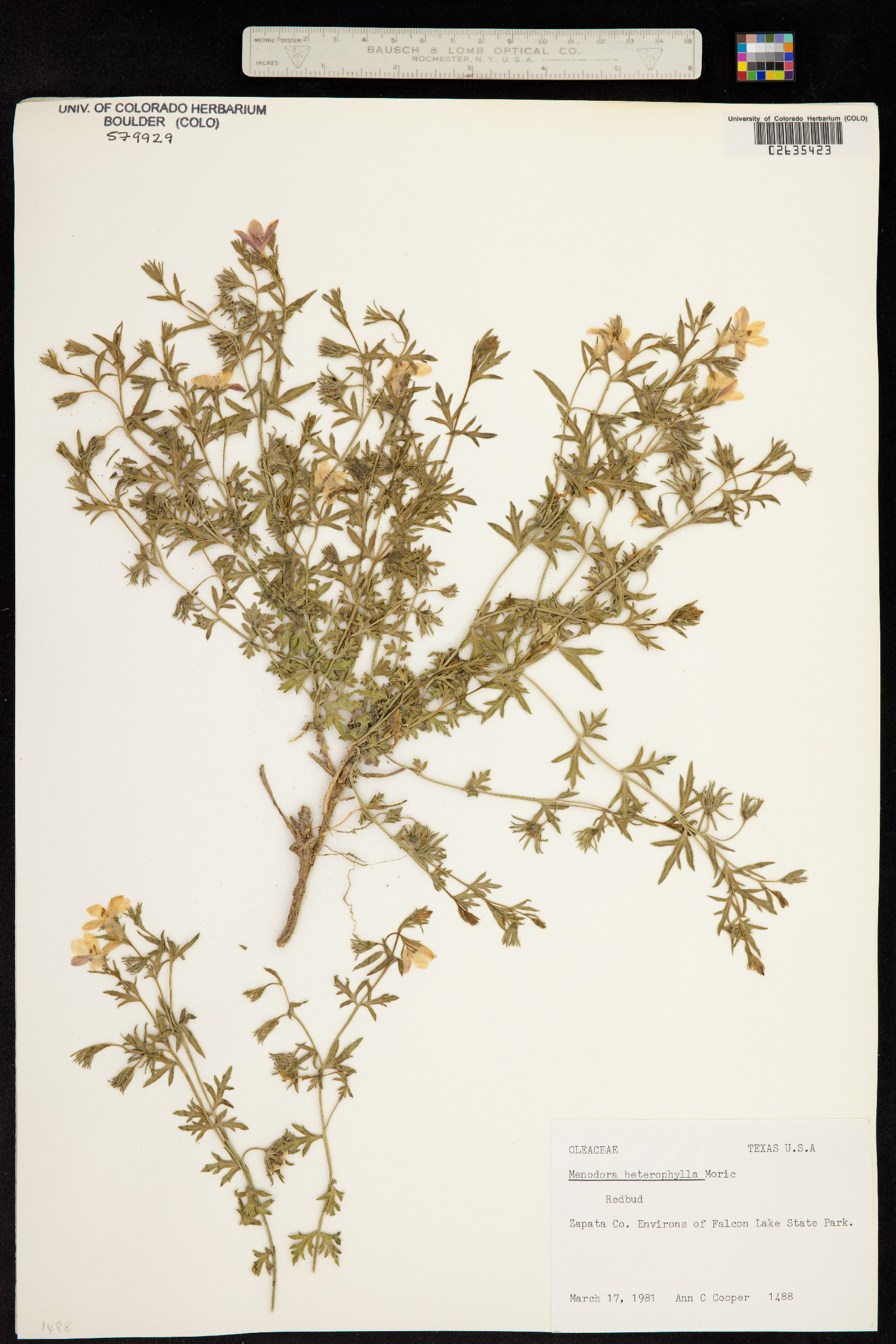Menodora heterophylla image