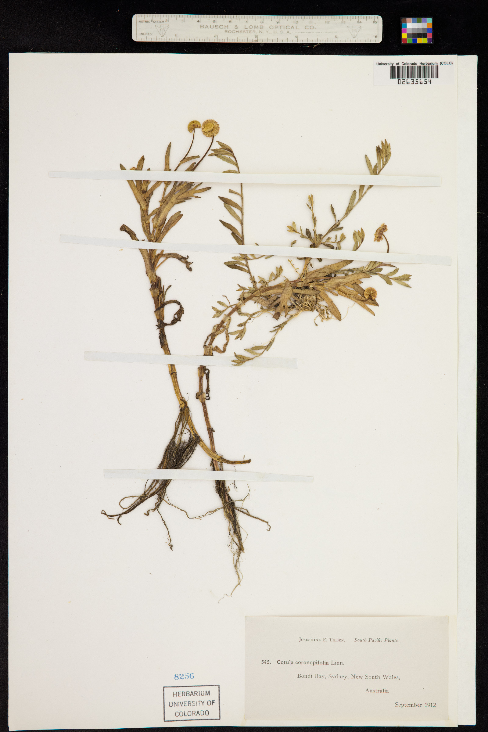 Cotula coronopifolia image