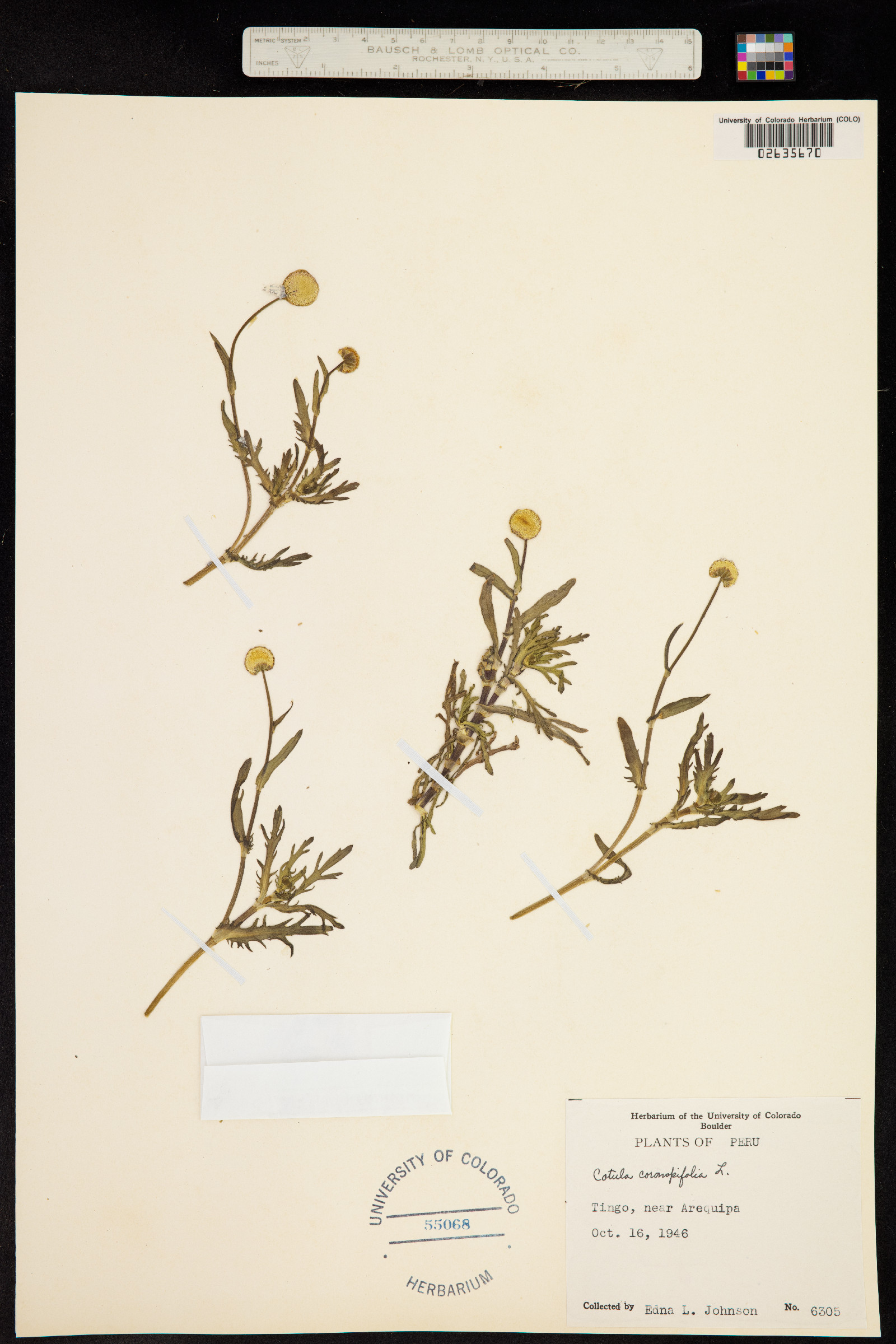 Cotula coronopifolia image