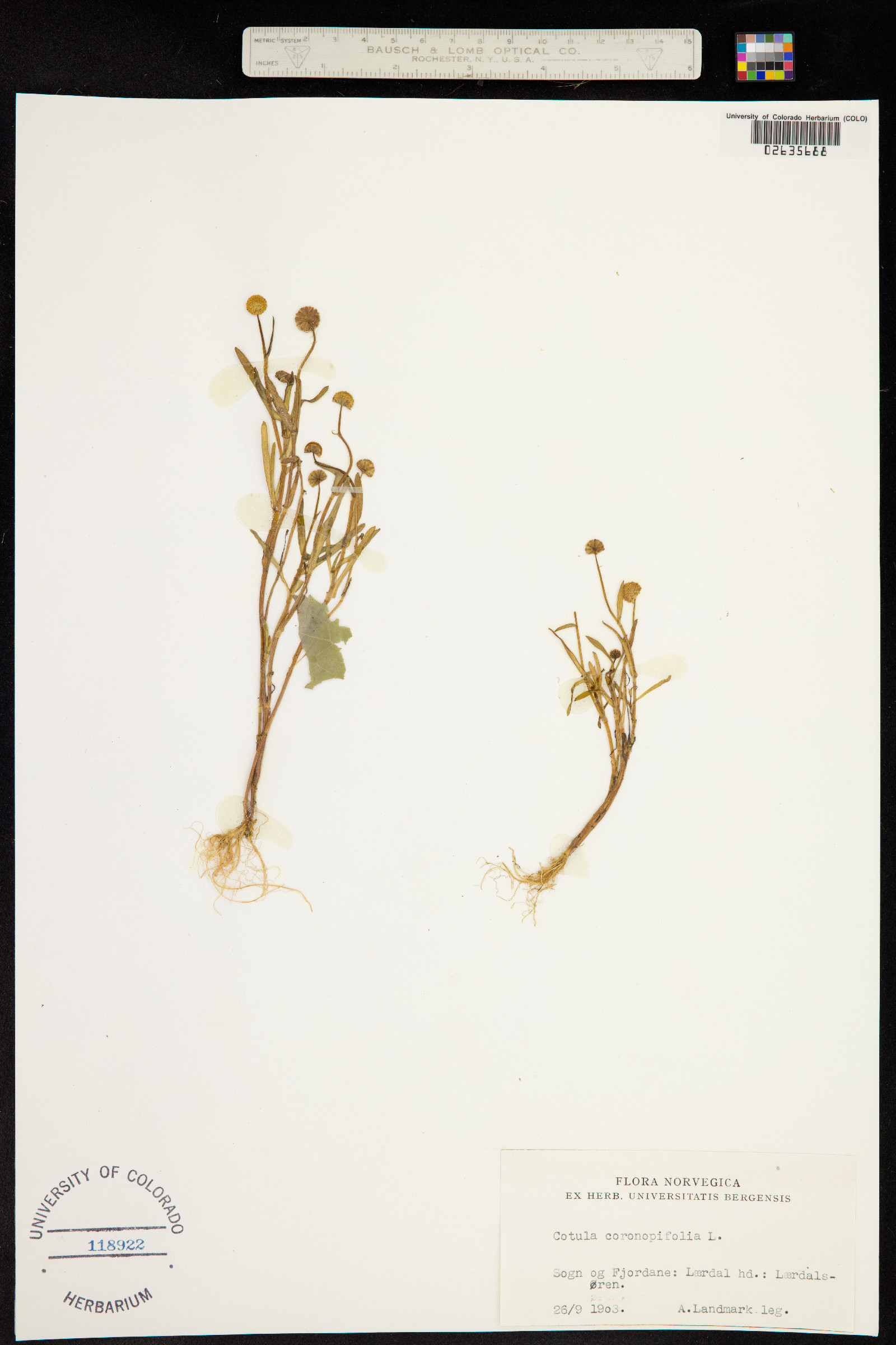 Cotula coronopifolia image