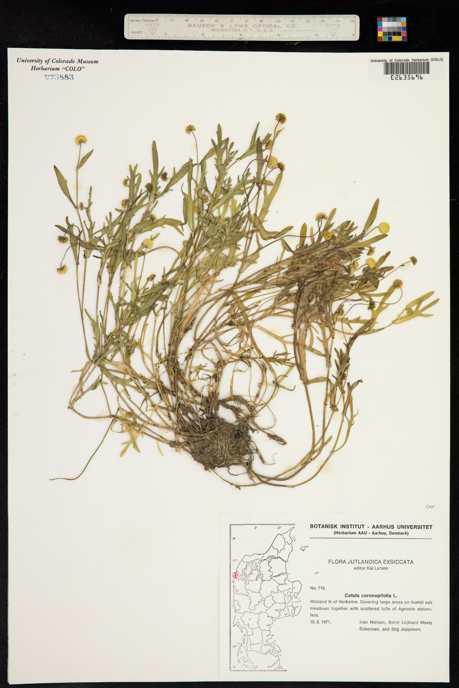 Cotula coronopifolia image