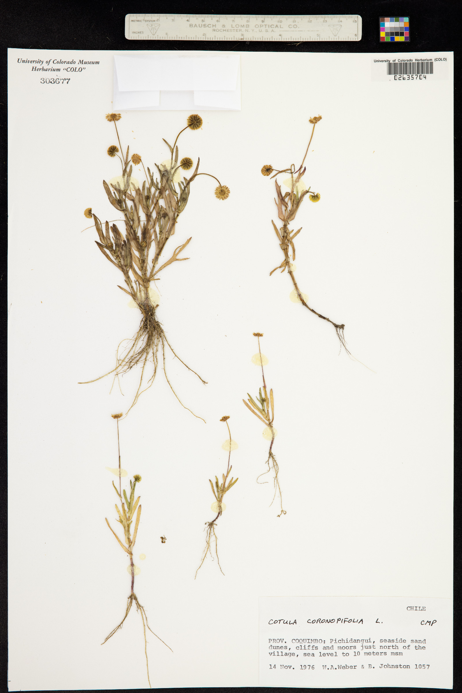 Cotula coronopifolia image