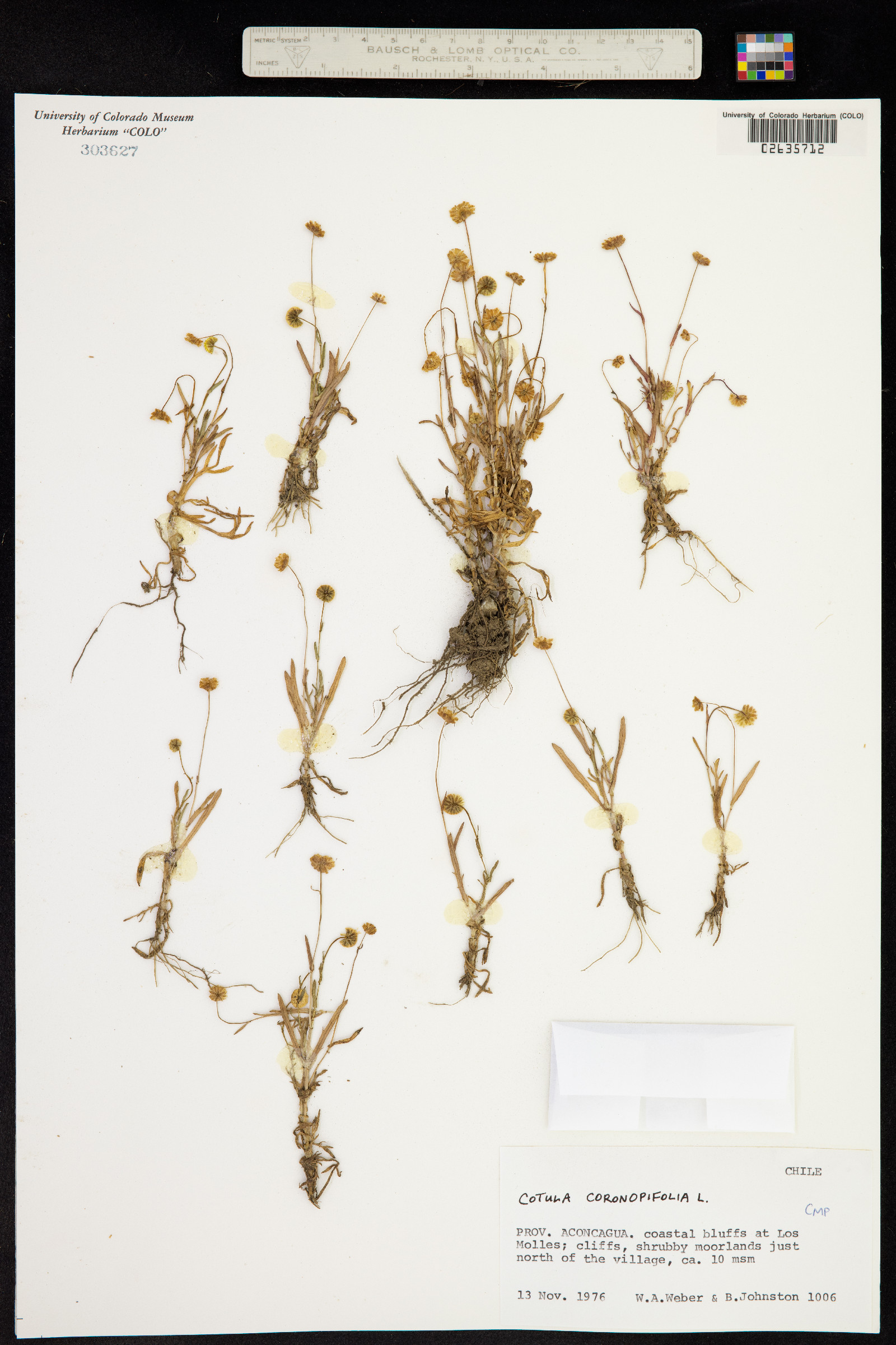 Cotula coronopifolia image