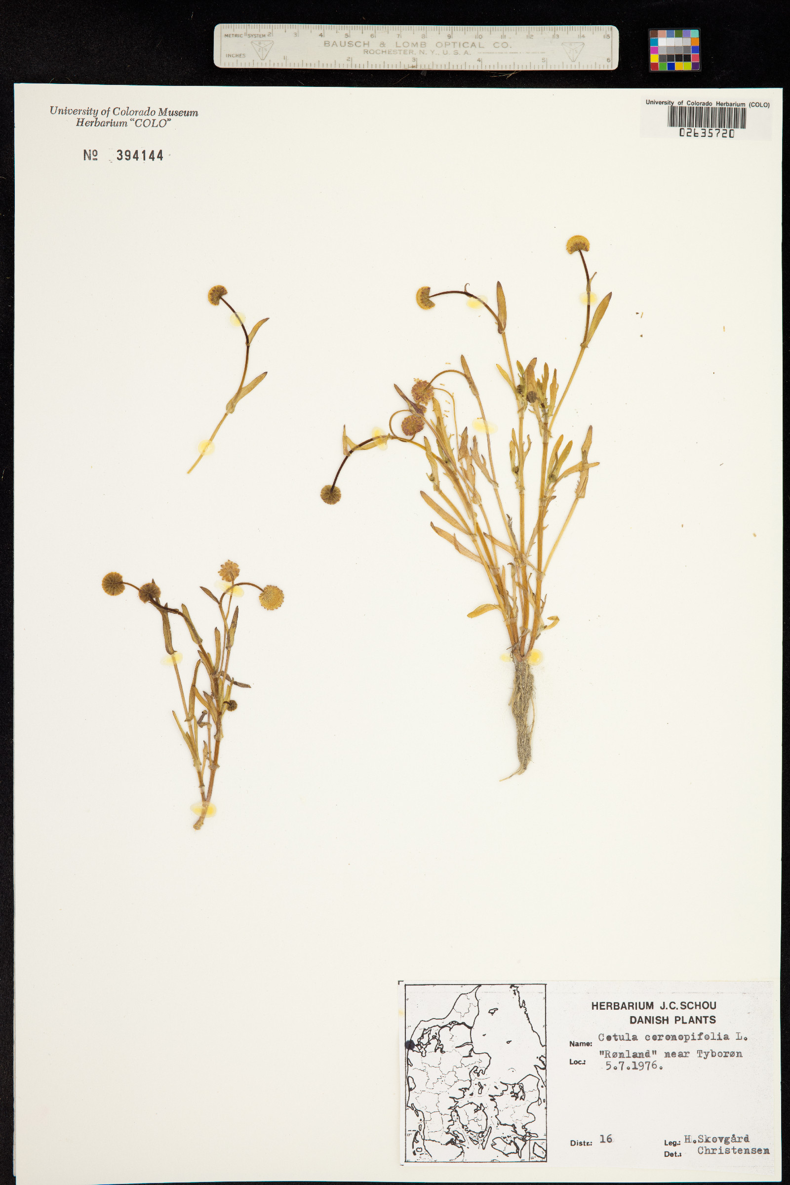 Cotula coronopifolia image