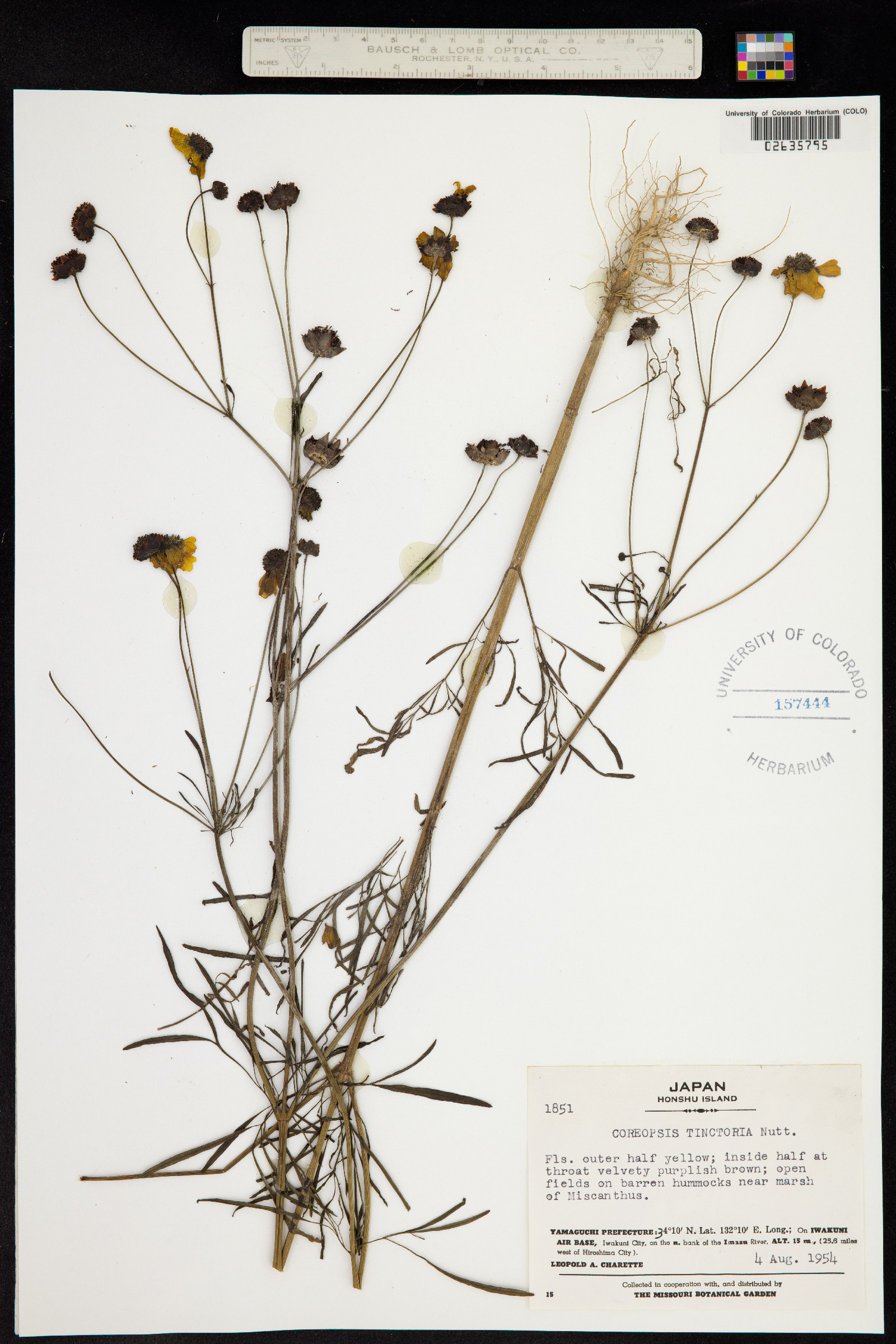 Coreopsis tinctoria image