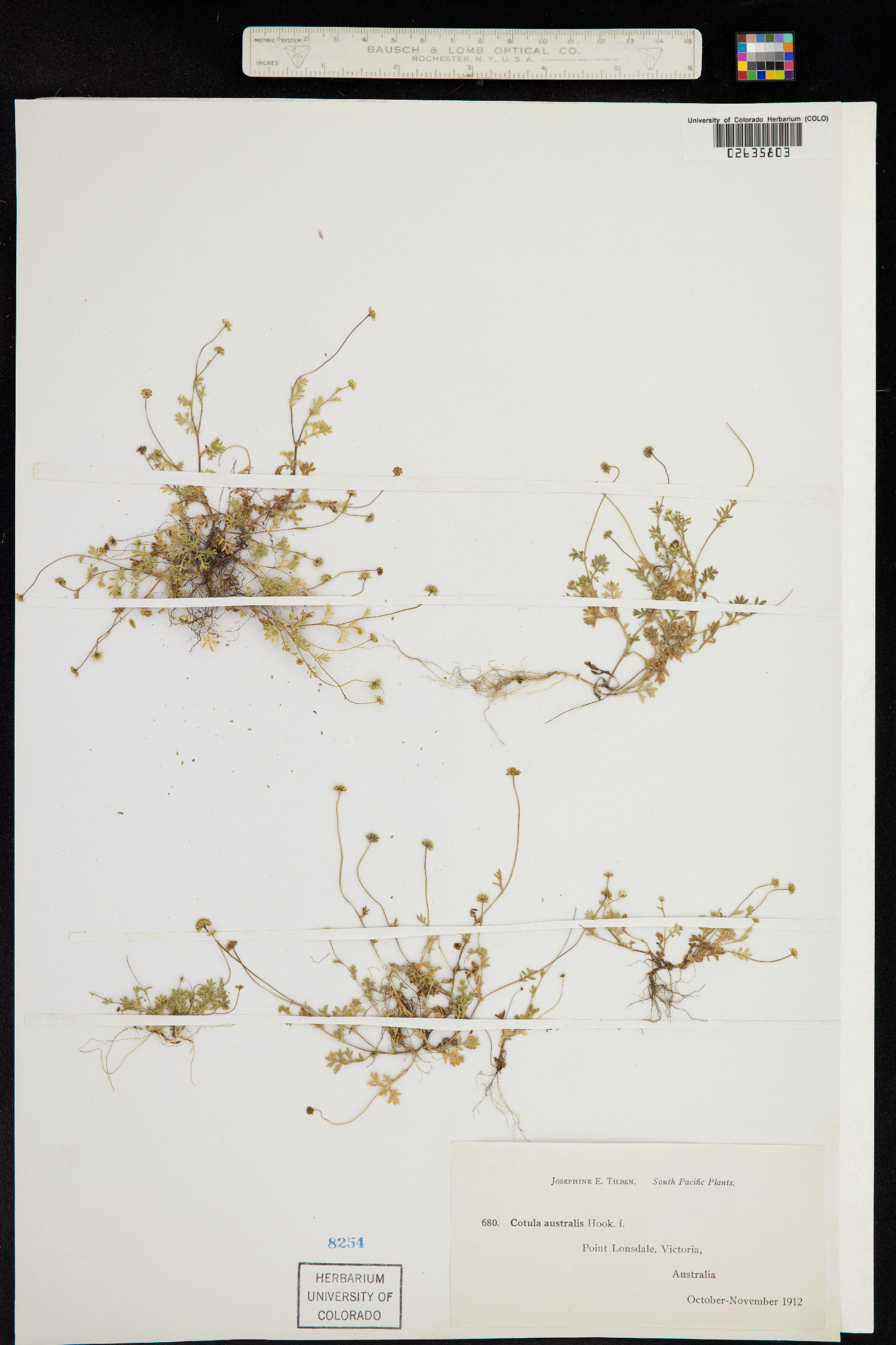 Cotula australis image