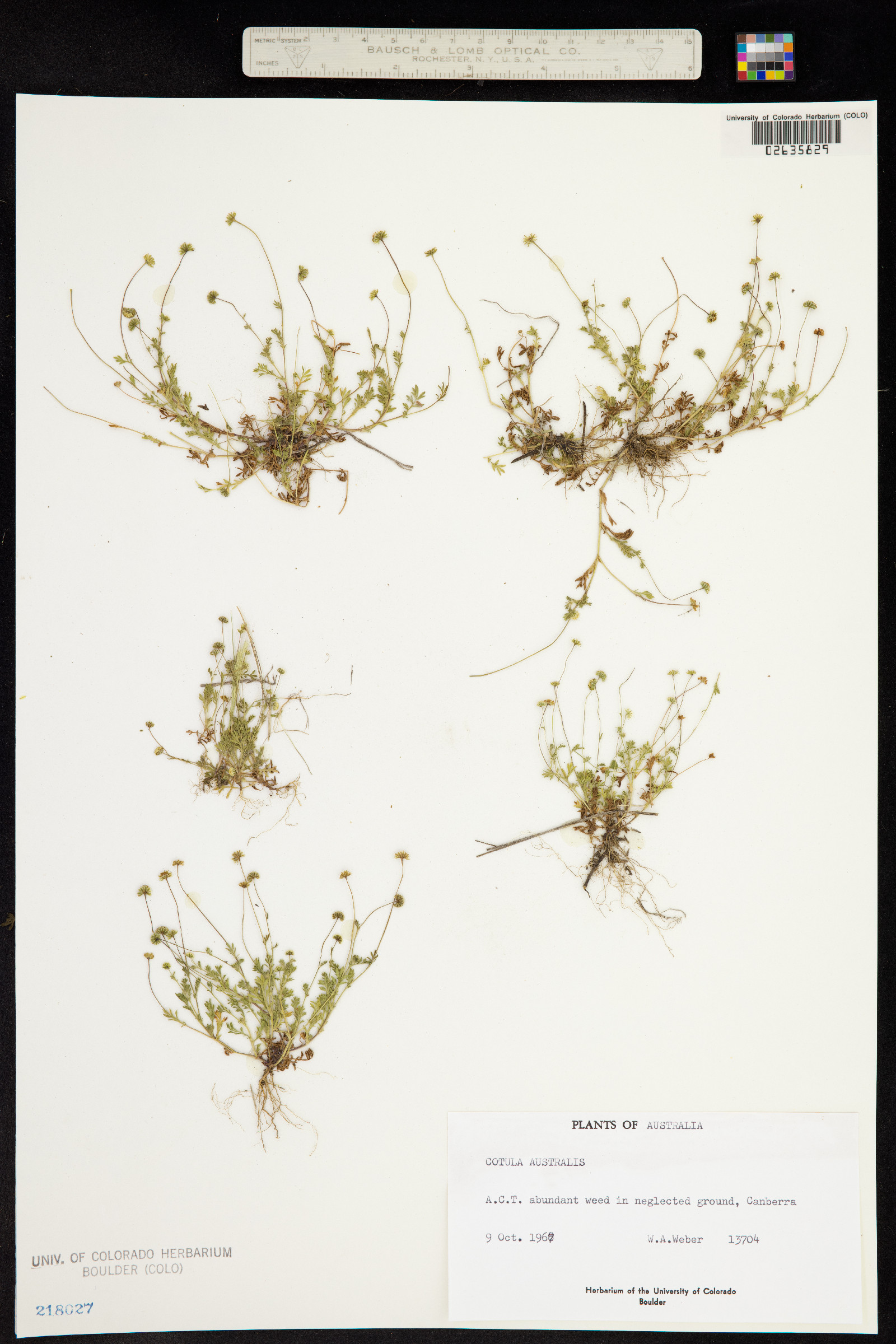 Cotula australis image