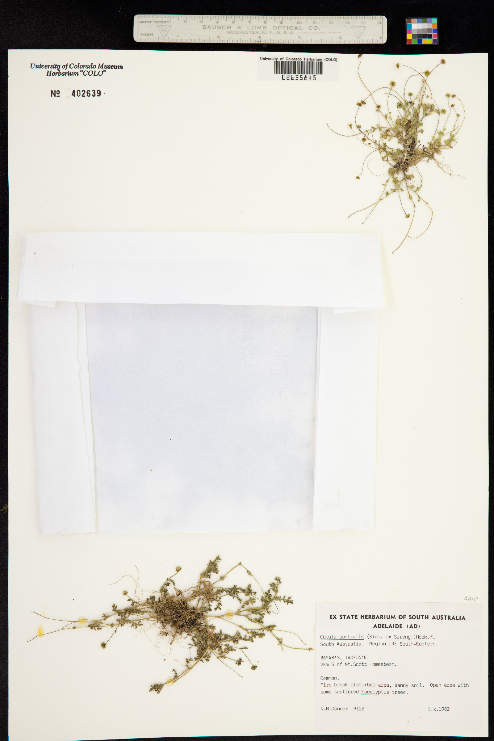 Cotula australis image