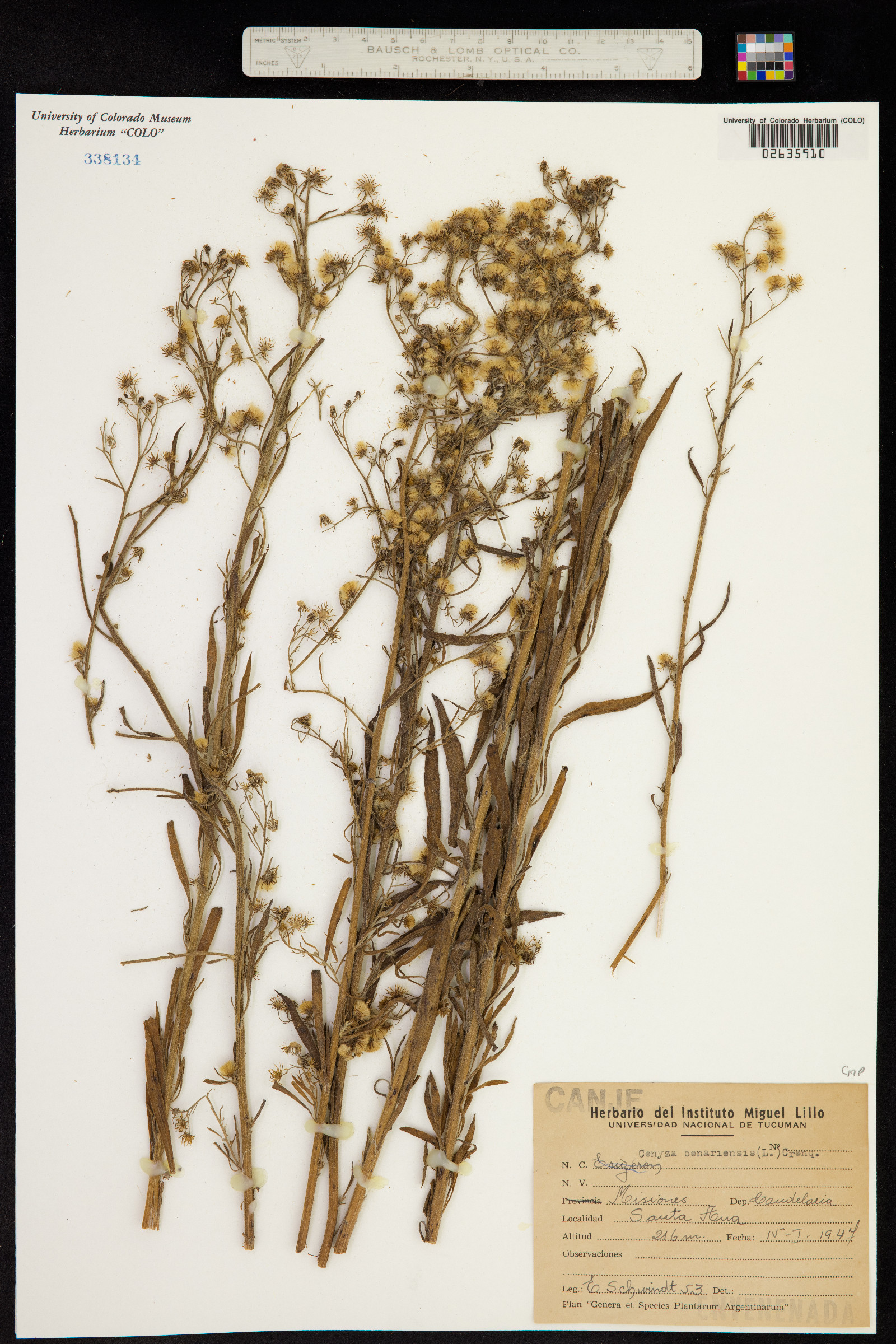 Conyza bonariensis image