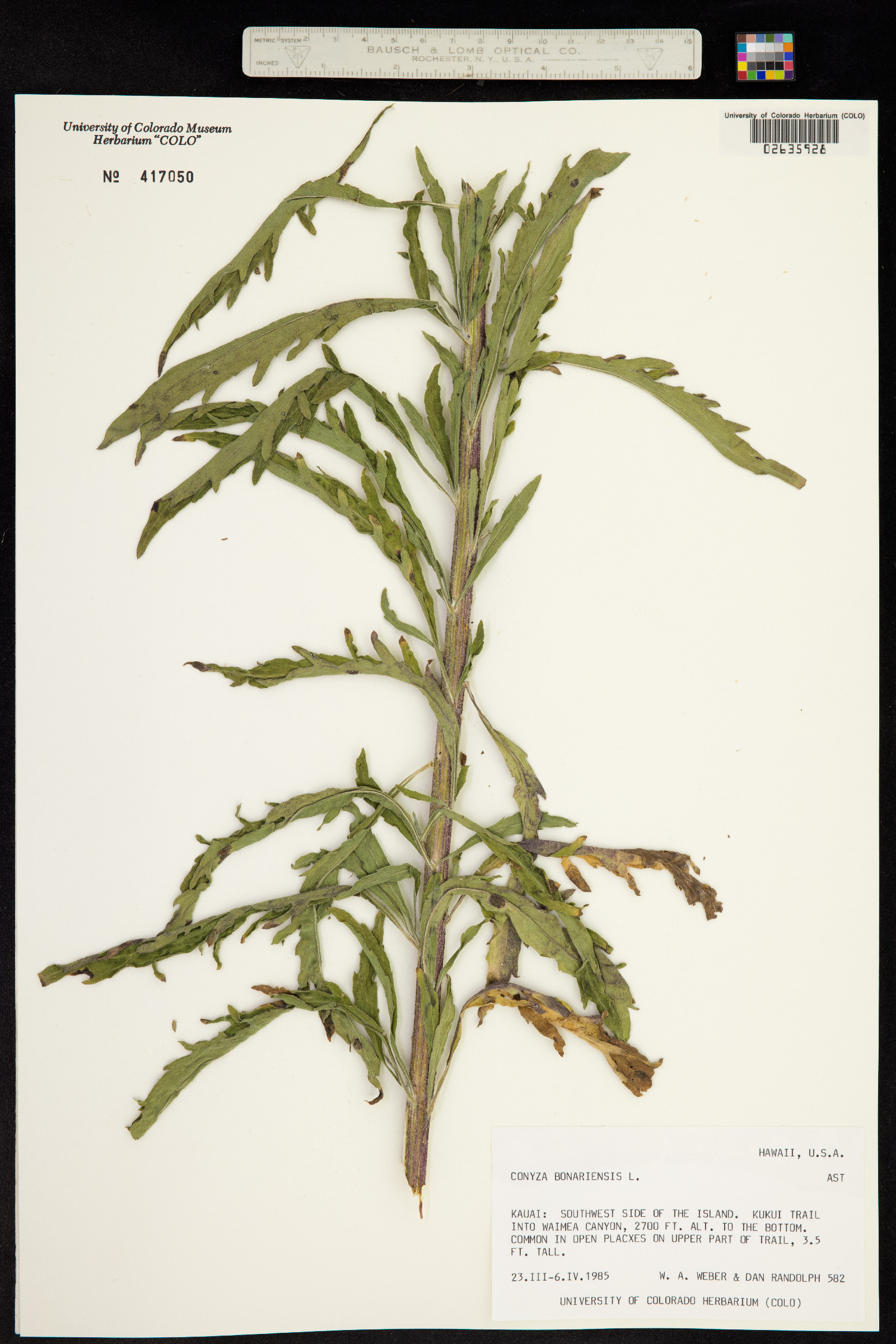 Conyza bonariensis image