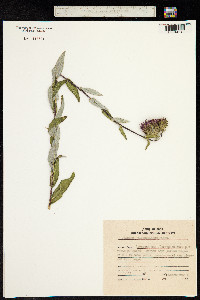 Cirsium vlassovianum image