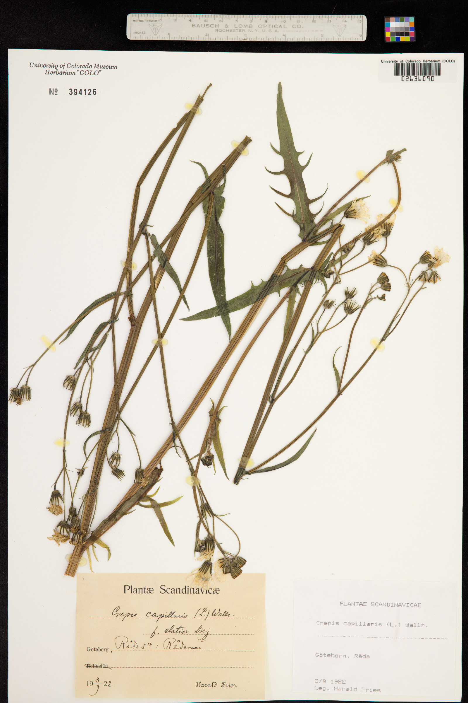 Crepis capillaris image