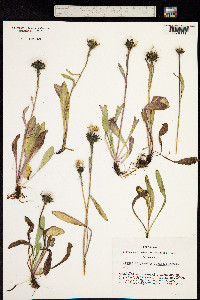Image of Crepis chrysantha