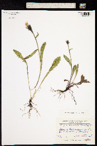 Crepis chrysantha image