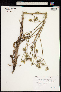 Crepis foetida image