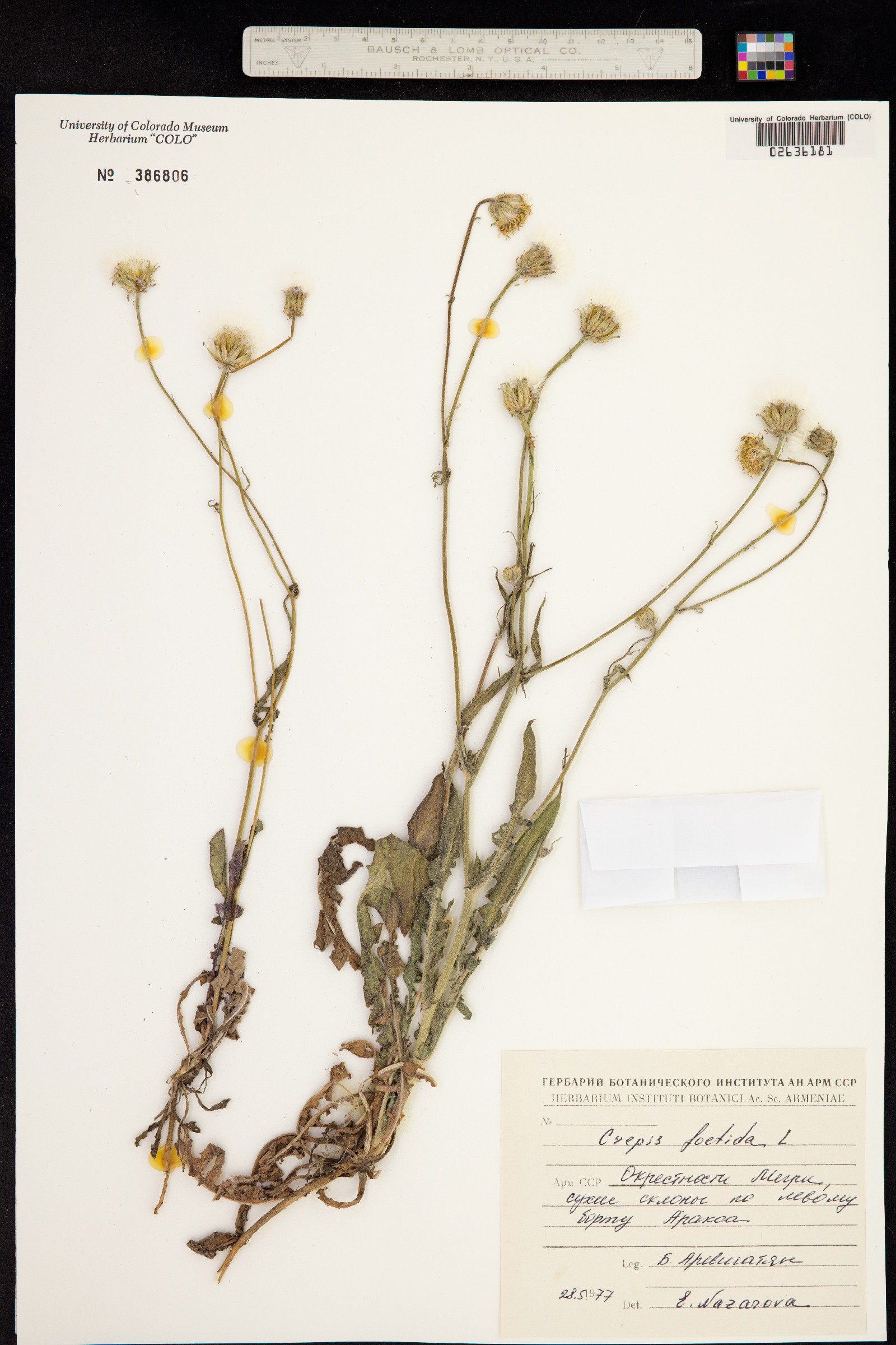 Crepis foetida image