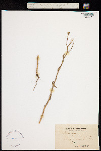 Crepis foetida image