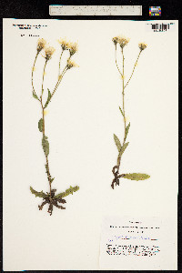 Image of Crepis bungei