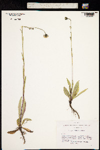 Crepis bungei image