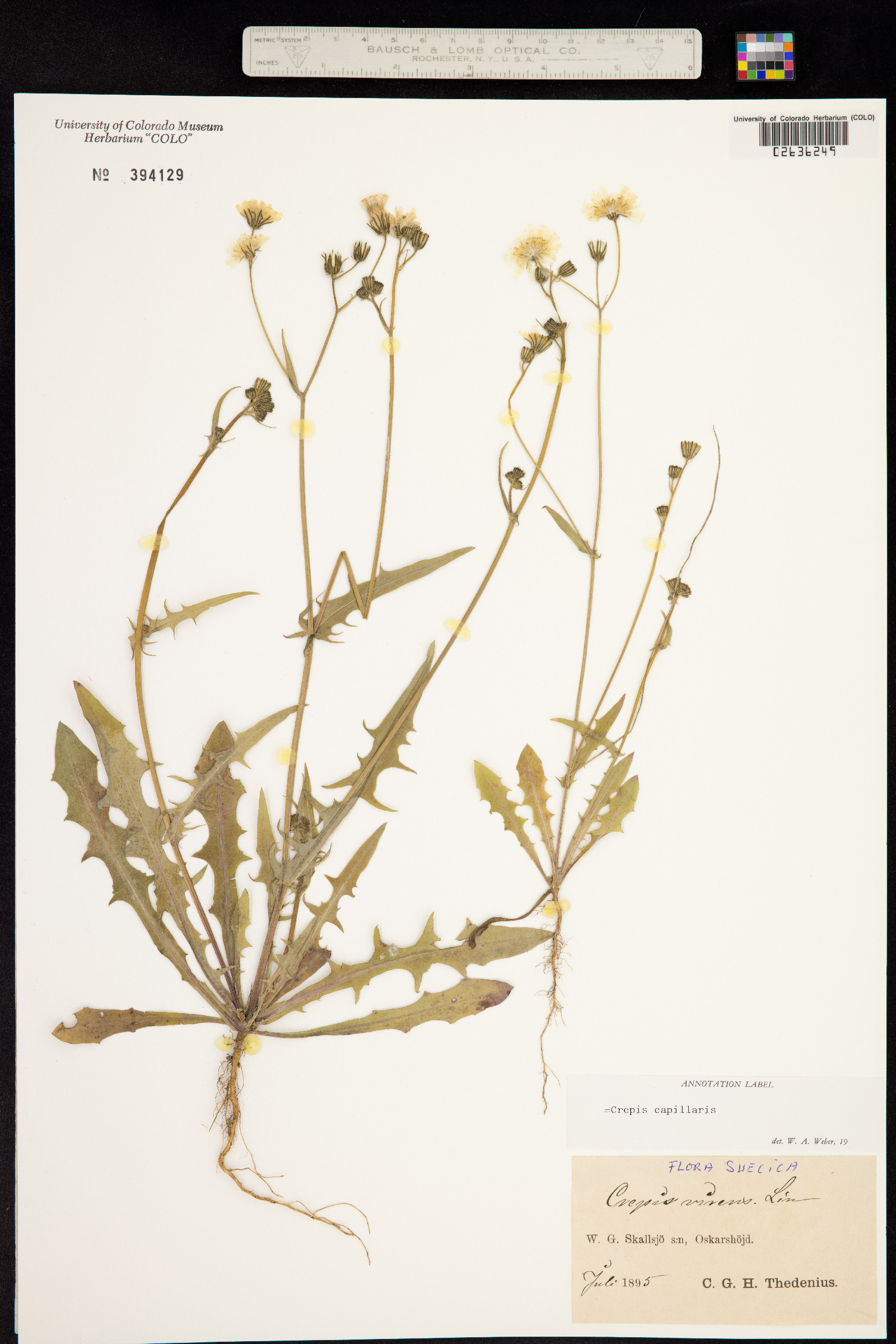 Crepis capillaris image