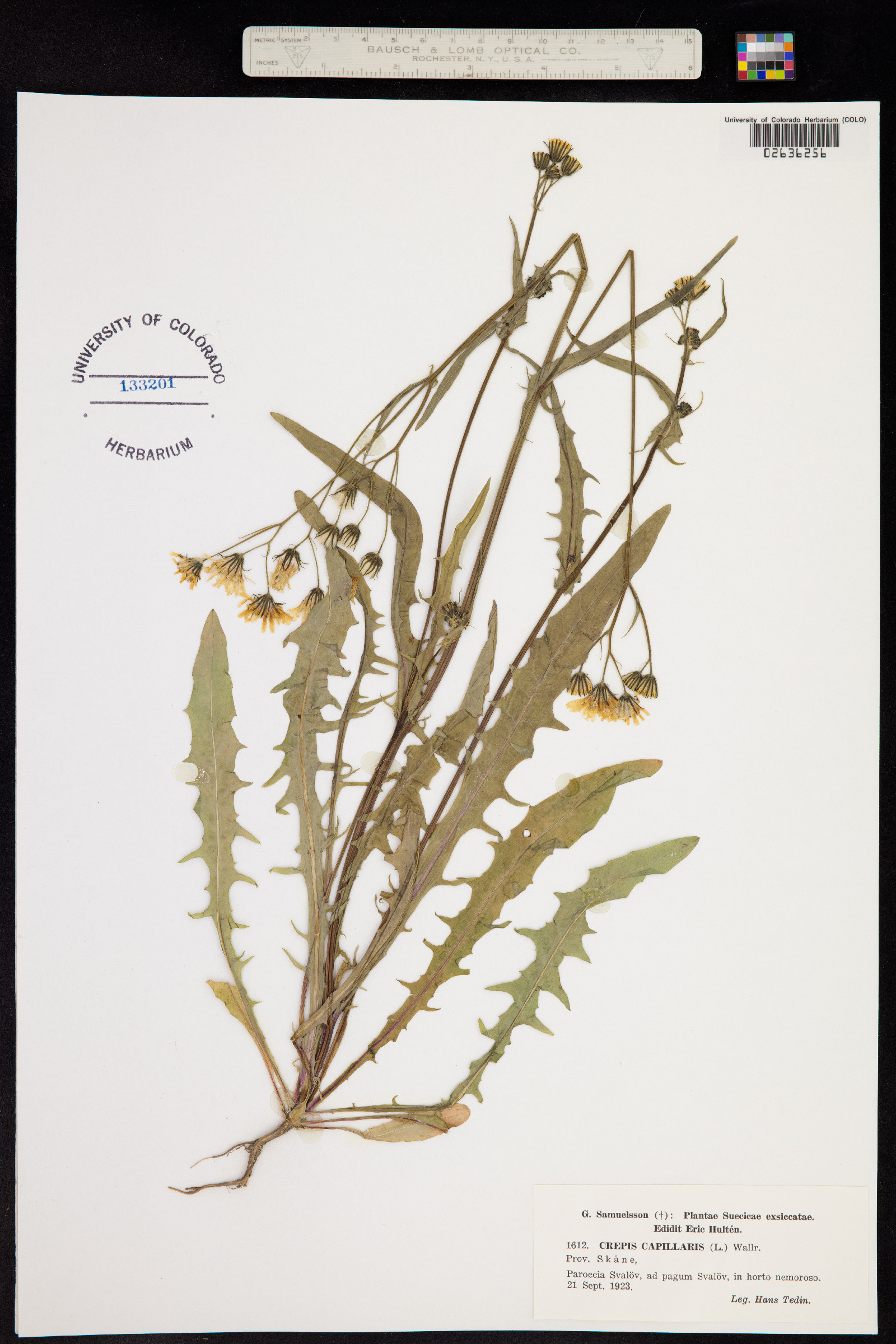 Crepis capillaris image