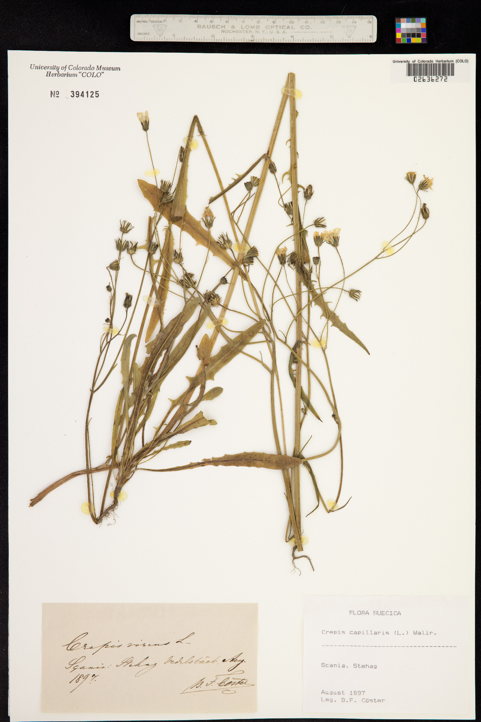 Crepis capillaris image