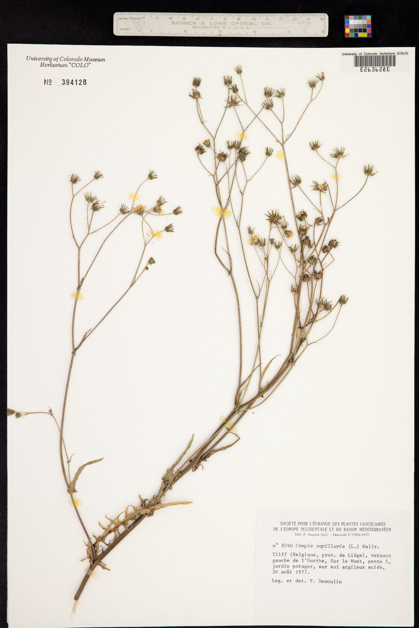 Crepis capillaris image