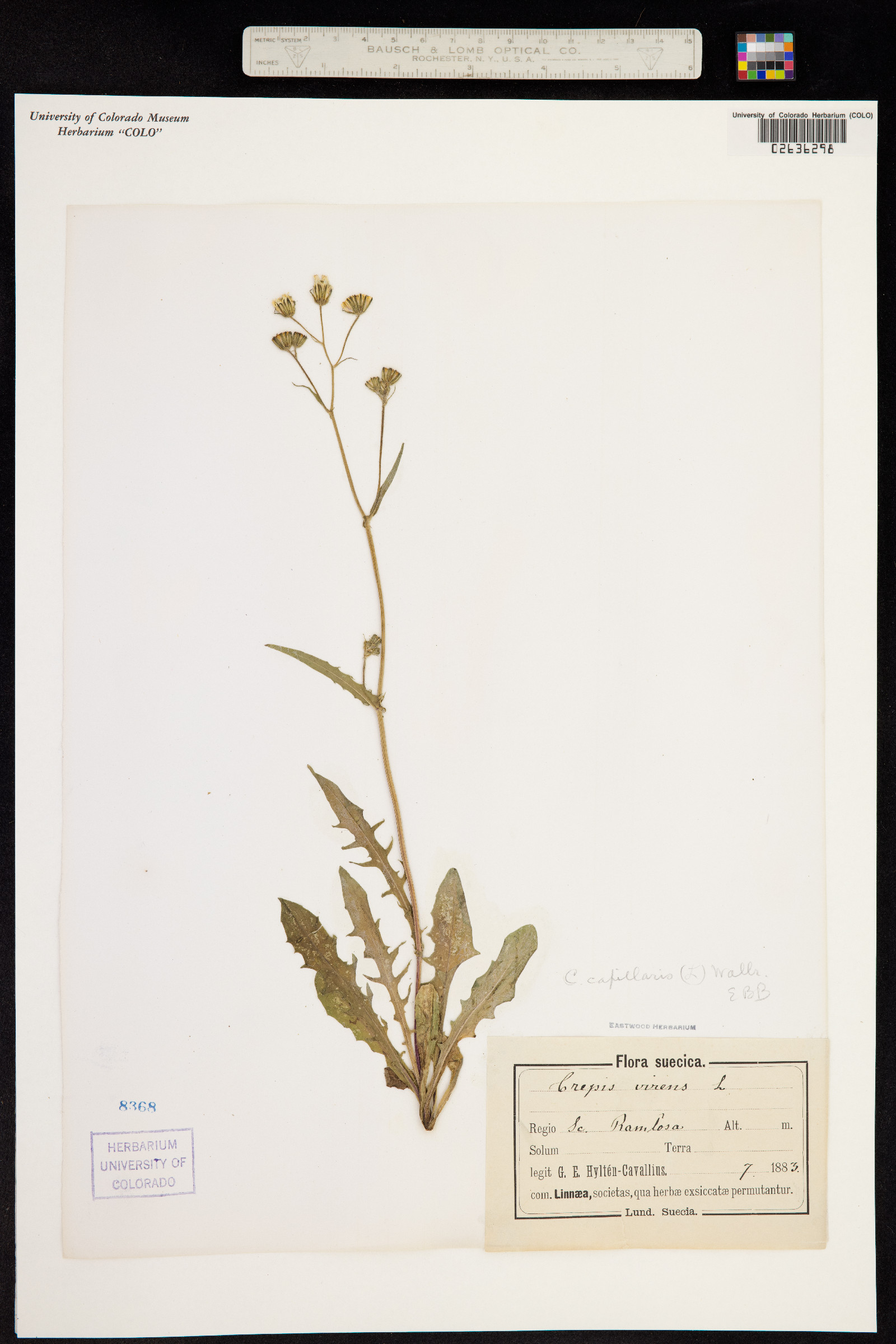 Crepis capillaris image
