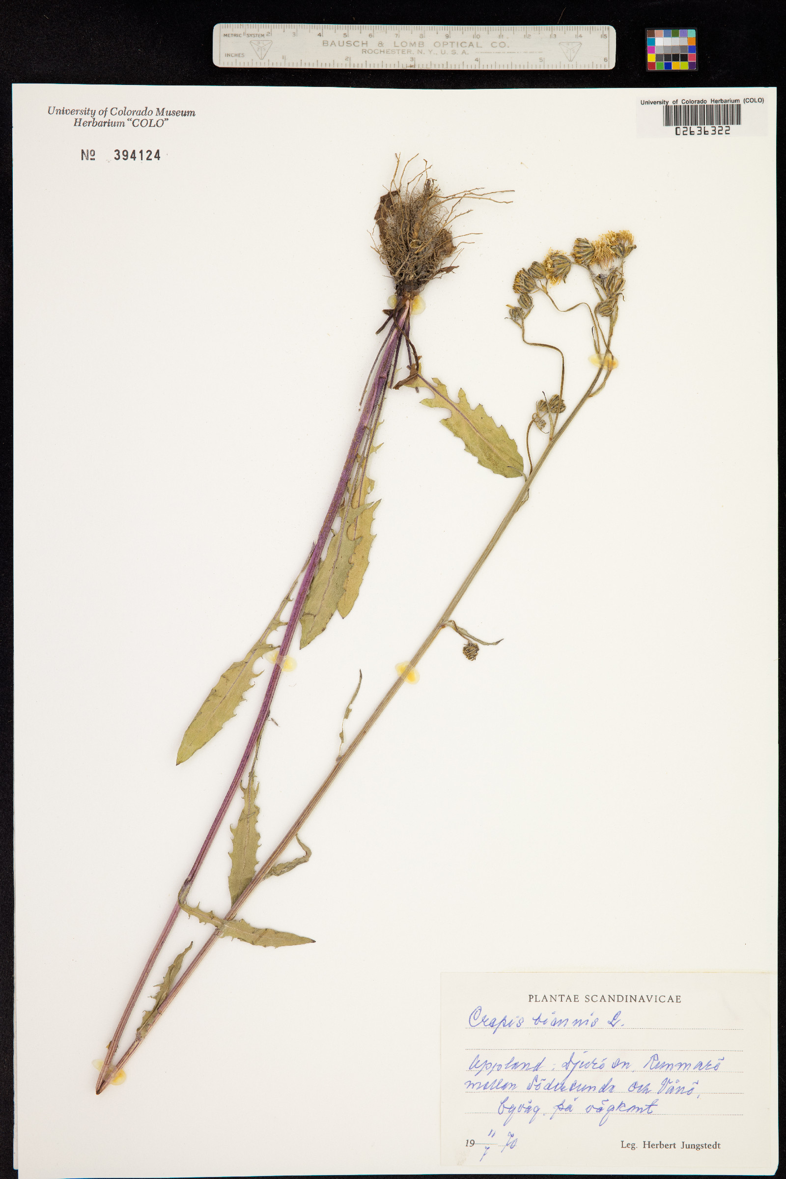 Crepis biennis image