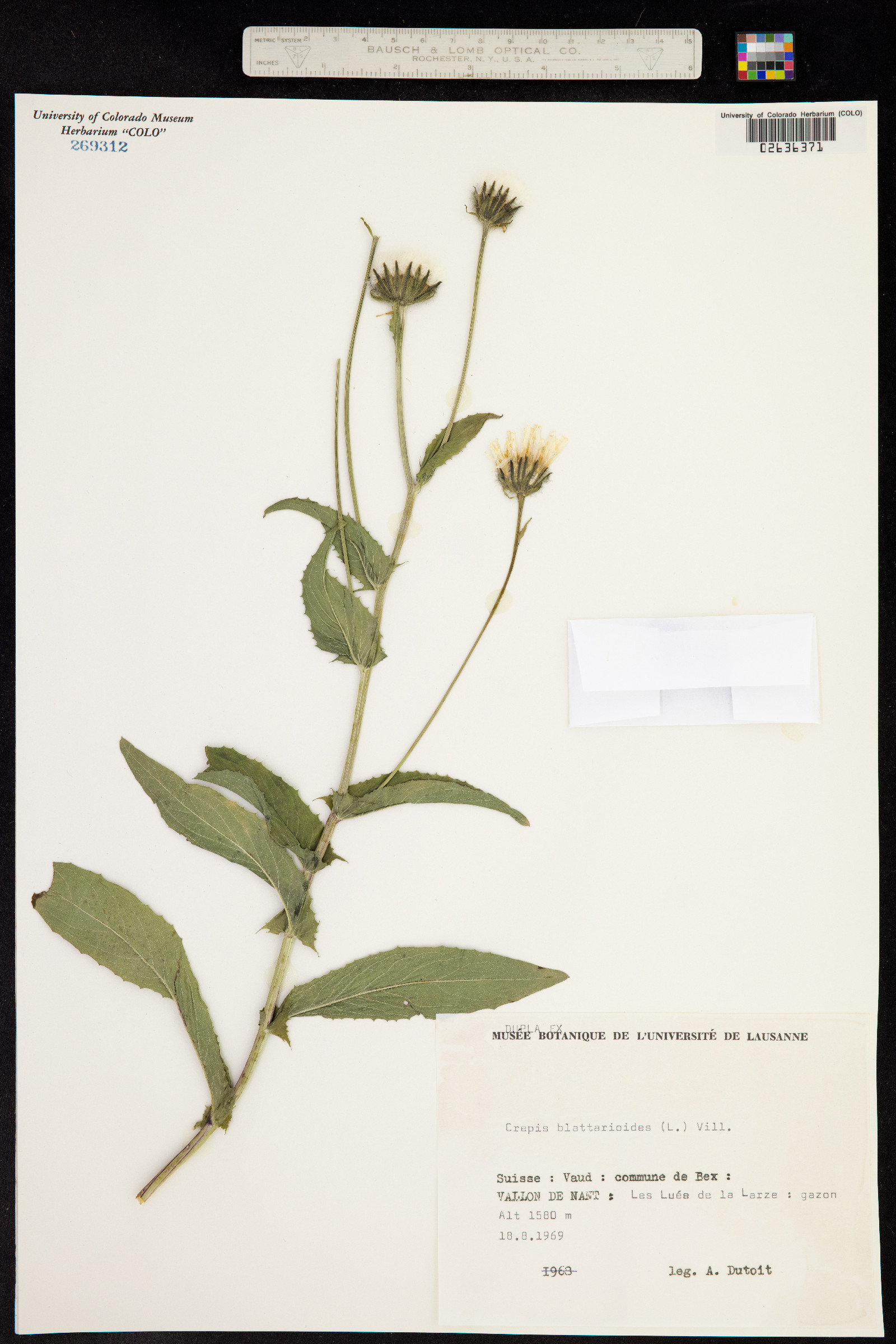 Crepis blattarioides image