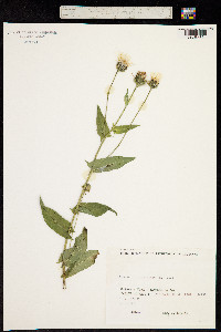 Crepis blattarioides image