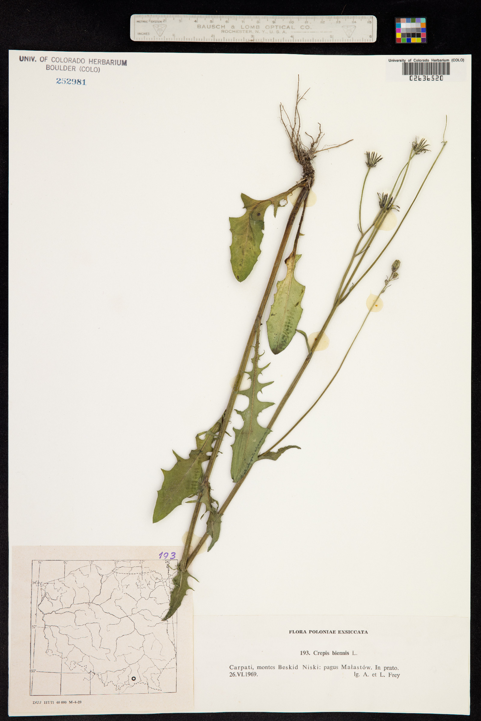 Crepis biennis image