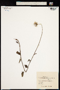 Crassocephalum vitellinum image